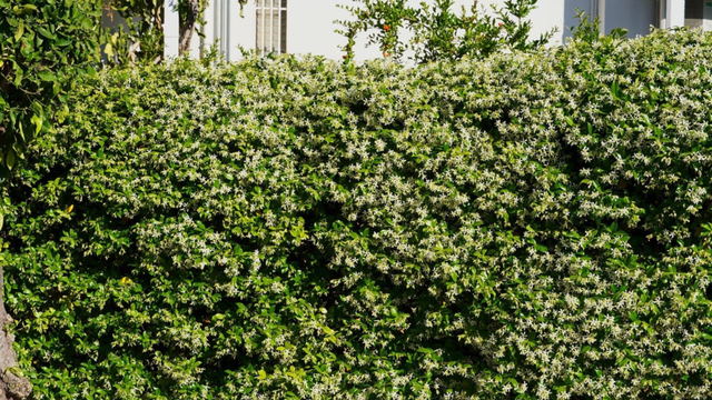 Do muro sem graça ao jardim perfumado em poucos meses: a trepadeira que cresce rápido e surpreende pelo aroma
