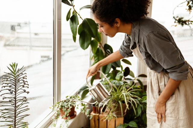 A planta que só precisa ser regada uma vez por semana e é superdecorativa: dica do dia para os esquecidos