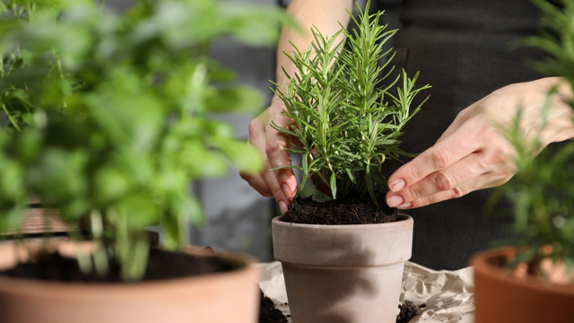 Nunca mais compre alecrim: o segredo para cultivar em casa e ter o tempero fresco sempre à mão