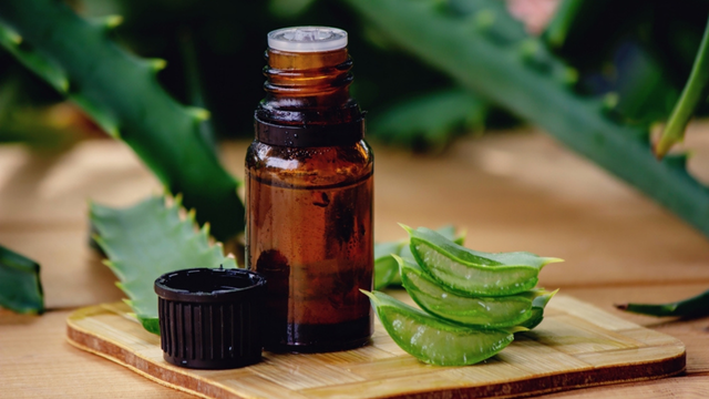 A planta mais anti-inflamatória para a cicatrização da pele, segundo dermatologistas