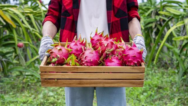 Como plantar pitaya em casa? Com essas dicas você terá essa fruta deliciosa sempre a mão