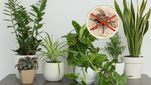 Muitas moscas na sua casa? Essas plantas podem ser ótimas aliadas para resolver o problema com esses insetos