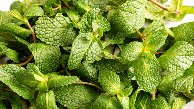 Pouca gente sabe, mas a hortelã pode contribuir para a saúde dos rins de forma natural