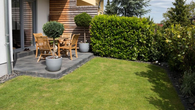 Veja como o açúcar pode beneficiar o seu jardim (Créditos: Canva)