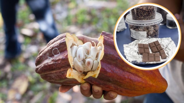 Turismo do chocolate: onde visitar fábricas artesanais no sul da Bahia