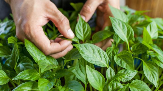 Esses são os 3 maiores erros ao plantar manjericão: saiba como cultivar para que as folhas fiquem verdinhas, perfumadas e saborosas nas suas receitas
