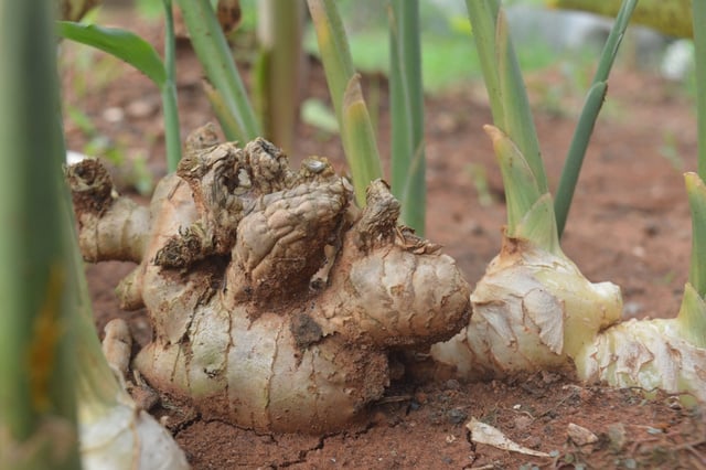 Como plantar gengibre corretamente: sempre fiz errado, agora aprendi a preparar a terra com um competente biólogo
