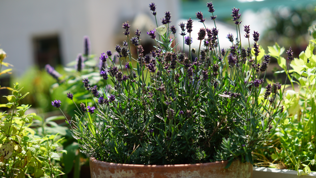 Entrar em casa e sentir esse cheirinho é mágico: veja como plantar lavanda para decorar o ambiente de um jeito fácil e cheiroso