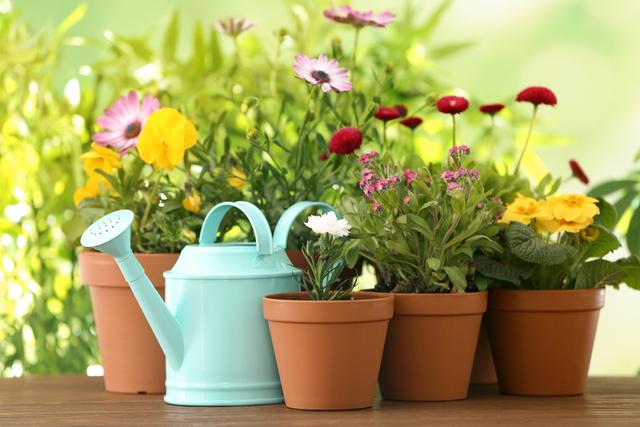 Plantas com flores podem estimular crises alérgicas por causa do pólen. (créditos: Shutterstock)