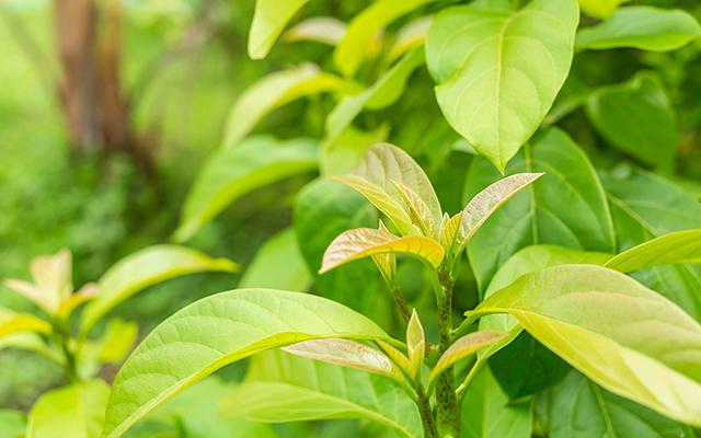 Você só precisa de 1 folha dessa planta para controlar inflamações, diabetes, infecção urinária, pressão alta, colesterol e gastrite