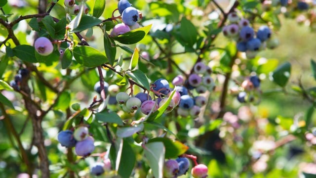 Chamado de “rei dos antioxidantes”: o fruto resistente, que faz bem para a saúde e é o queridinho das confeiteiras