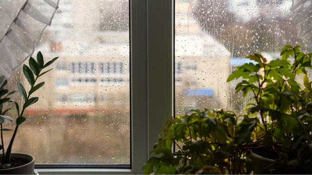 Como preparar a sua casa e o seu jardim para o ciclone e frente fria
