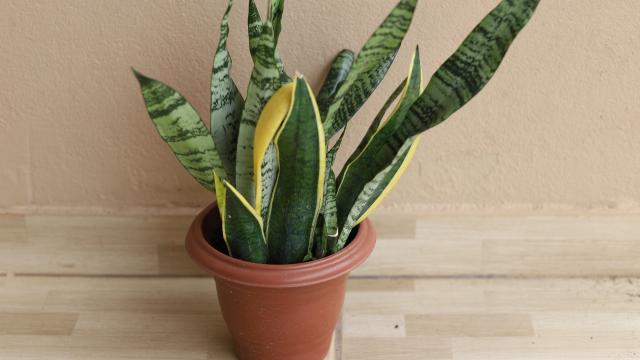 Essa planta famosa é perfeita para decorar o quarto (Créditos: Shutterstock)