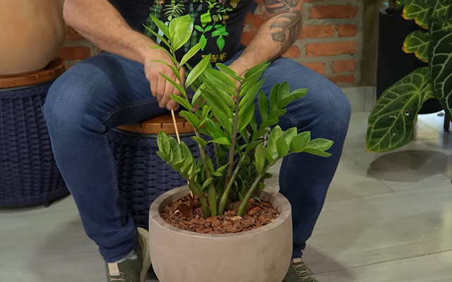 Truque do palitinho: a técnica infalível para nunca mais matar sua zamioculca afogada