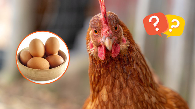 DeepSeek: finalmente descobri quem nasceu primeiro, o ovo ou a galinha