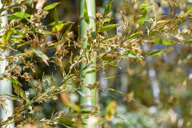 Após 120 anos de crescimento, um bambu japonês acabou de florescer. E isso é um problema