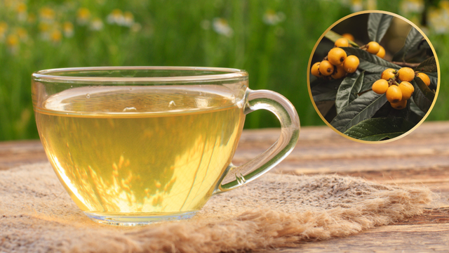 Quais são os benefícios do chá de folhas de nespereira? Saiba como preparar a infusão e adicione ao seu dia a dia