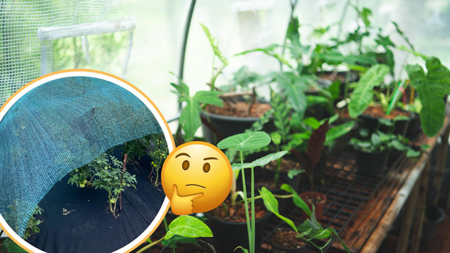 Nem panos, nem estufa: o truque caseiro simples e econômico que está salvando as minhas plantas no inverno