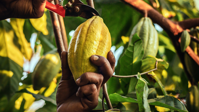 Problemas na produção de cacau levaram empresas a reduzir a quantidade do ingrediente nos produtos. (créditos: Shutterstock)