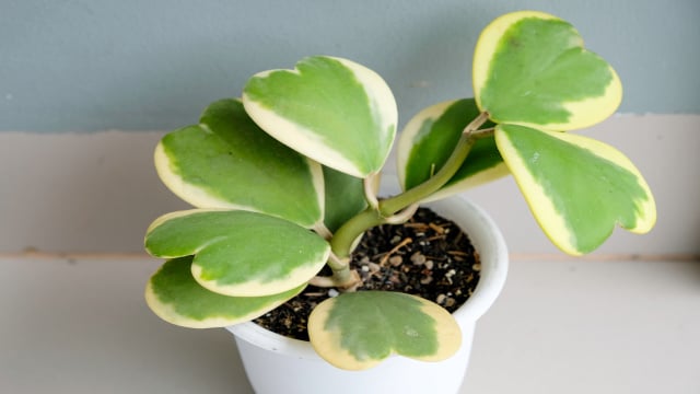 Para lotar sua casa de amor: essa planta em formato de coração é perfeita para a decoração