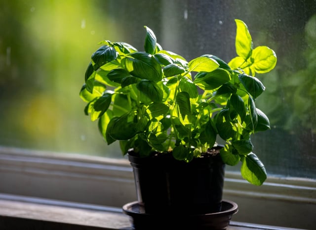 O manjericão cresce com mais vigor e produz folhas mais saborosas se você fizer este truque simples uma vez por semana