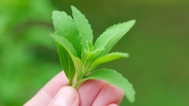 Folha que adoça 300 vezes mais que o açúcar sem calorias é fácil de cultivar e cresce em qualquer cantinho da sua casa