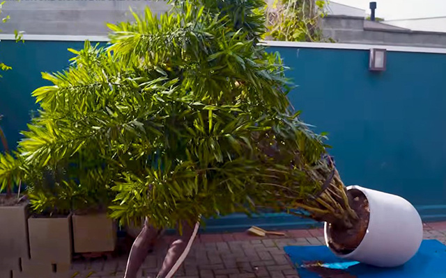 Carol Costa, jardineira: "Vou mostrar o passo a passo para trocar uma planta gigante de vaso"