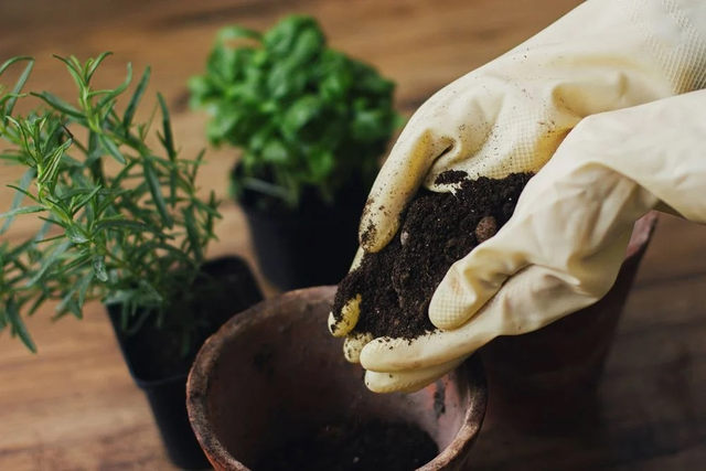 Essa plantinha é um tesouro para a sua casa: afasta moscas, decora o ambiente e ainda deixa as suas receitas deliciosas