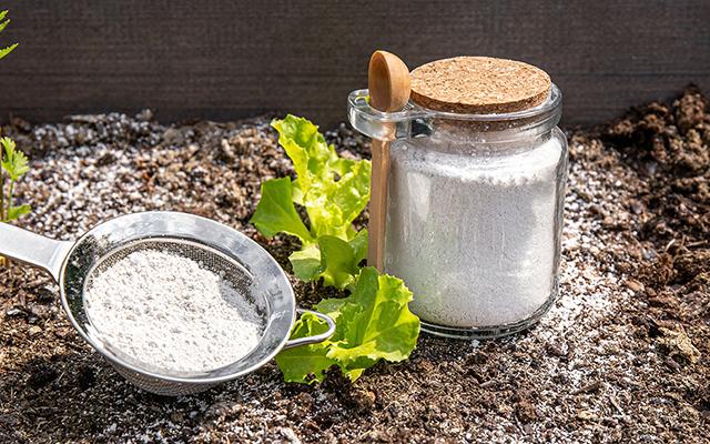 Nem adubo caro faz isso: truque com bicarbonato faz maravilhas nas plantas de casa