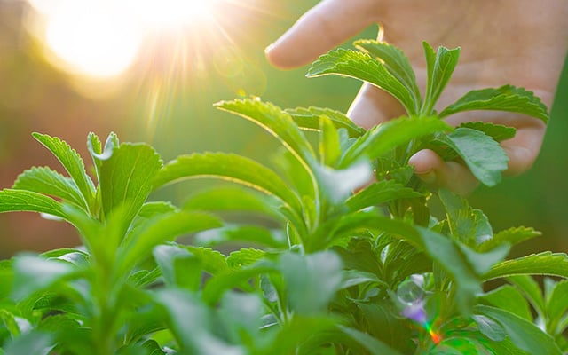 Fácil de cultivar, folha que adoça 300 vezes mais que o açúcar (e não tem calorias!) cresce em qualquer cantinho da sua casa