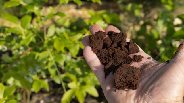 Seu jardim ficará lindo se você espalhar borra de café nesses lugares