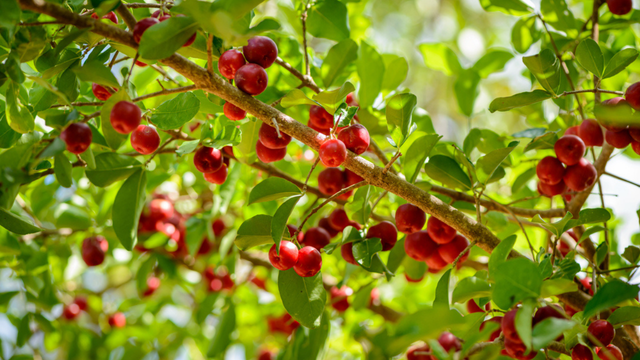 A queridinha dos quintais brasileiros: árvore que dá sombra, fruta o ano todo e até folhas para chá