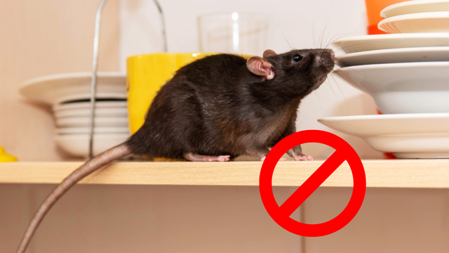 Nunca mais tive problemas com ratos na minha casa depois que passei a afastá-los assim, sem venenos!