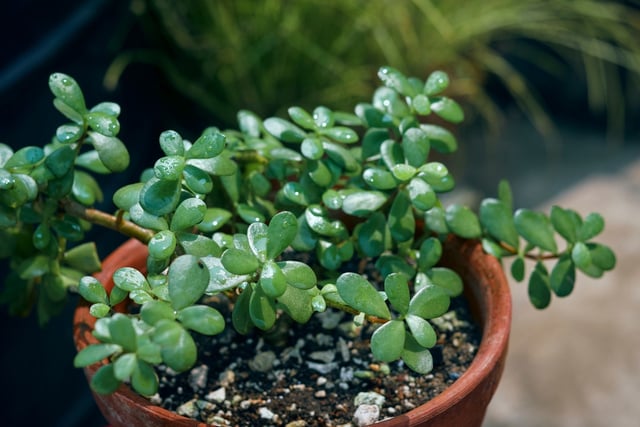 Coloque agora essa planta atrás da porta se você quer atrair prosperidade, segundo o Feng Shui