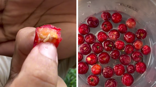 Não é só na goiaba: larva da mosca-da-fruta também dá em acerola, pitanga, jabuticaba e siriguela