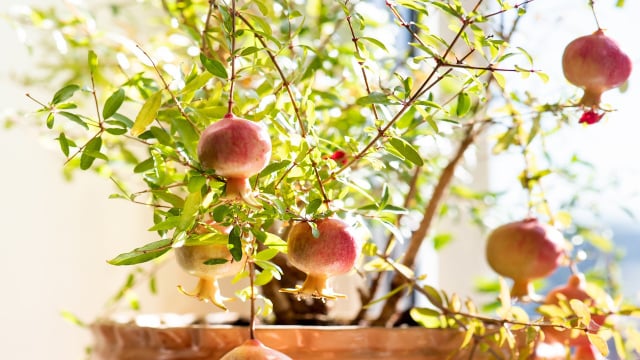 Sol pleno e drenagem eficiente são os dois pontos decisivos para o cultivo em vaso. (Foto: Shutterstock)