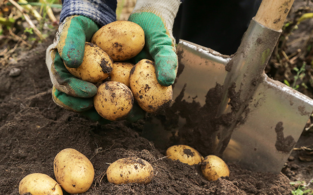 Perguntamos aos jardineiros qual a melhor época para plantar batatas, e todos disseram a mesma coisa