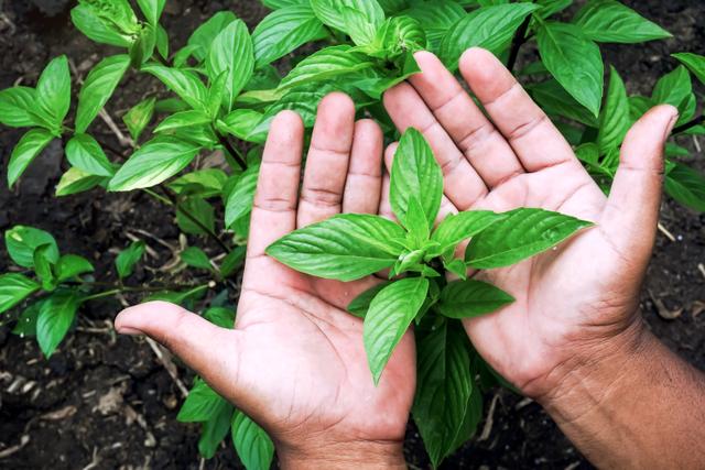 Benefícios do manjericão: erva acaba com aftas, controla a glicose, ajuda na saúde do coração e muito mais! Descubra o poder dessa plantinha!