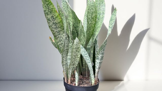 Apesar de ser resistente, a espada-de-São-Jorge fica mais bonita se receber luz indireta diariamente (Créditos: Shutterstock)