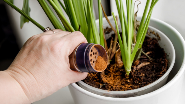 Pouca gente sabe: a canela em pó ajuda no crescimento de plantas e frutas