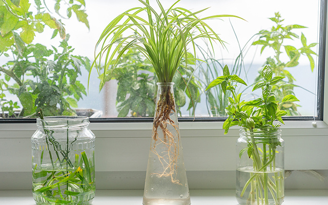 Os 5 temperos que crescem na água para cultivar na cozinha e ter sempre à mão: suas receitas ficarão muito mais saborosas