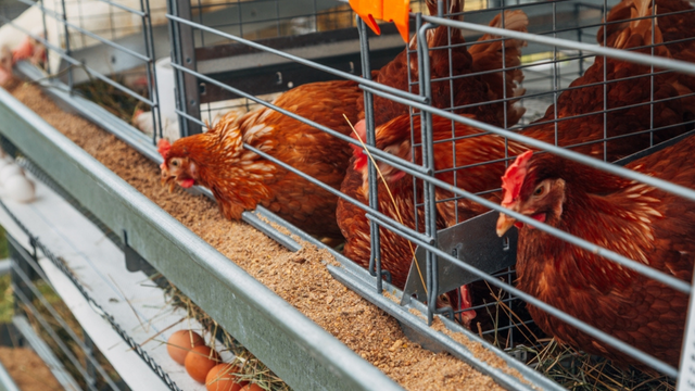 Sucesso da granja veio com dedicação e foco no bem-estar das aves. (Créditos: Shutterstock)