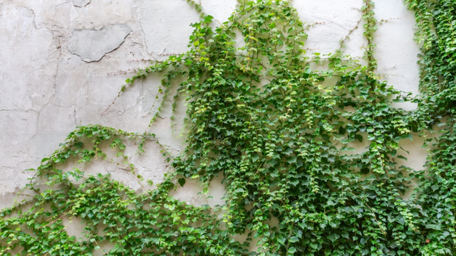 Ignorada por muitos, essa planta nasce sozinha em muros, é fonte de proteína e surpreende na cozinha
