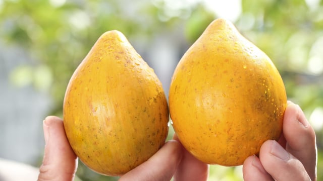Tem polpa dourada com sabor de doce de leite, mas quase ninguém conhece: essa fruta exótica tem benefícios para a saúde e cresce bem em clima tropical