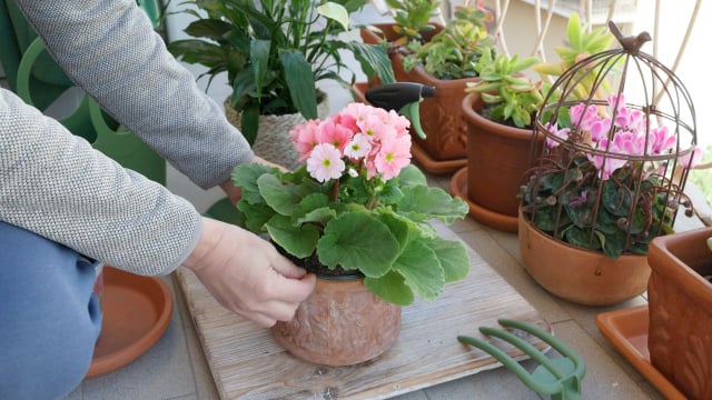Cuidar de plantas pode funcionar como um hábito terapêutico, ajudando a desacelerar a rotina (Créditos: Shutterstock)
