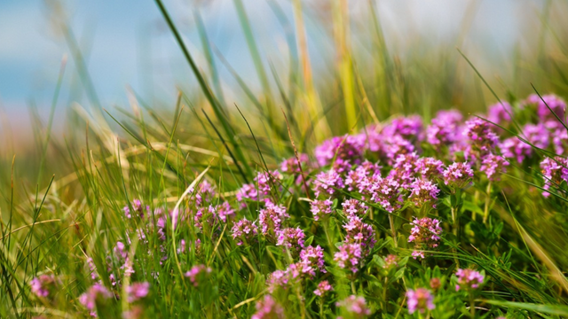 Deixa jardins e varandas mais bonitos e agradáveis. (Créditos: Canva)