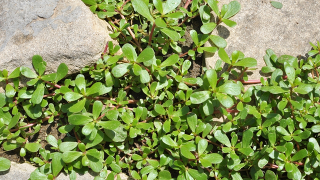 Quase todos arrancam essa planta achando que é mato, mas ela é um tesouro nutricional escondido no jardim