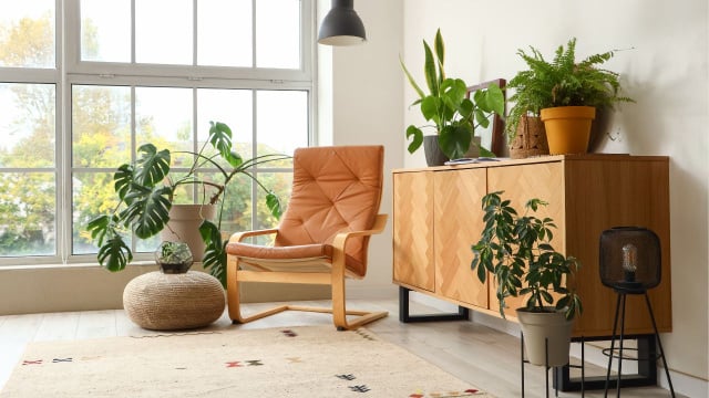 Qual a planta ideal para cada cômodo? 3 opções ideais para cozinha, sala e banheiro