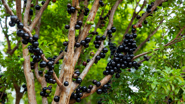 Como plantar a árvore de jabuticaba perfeita?