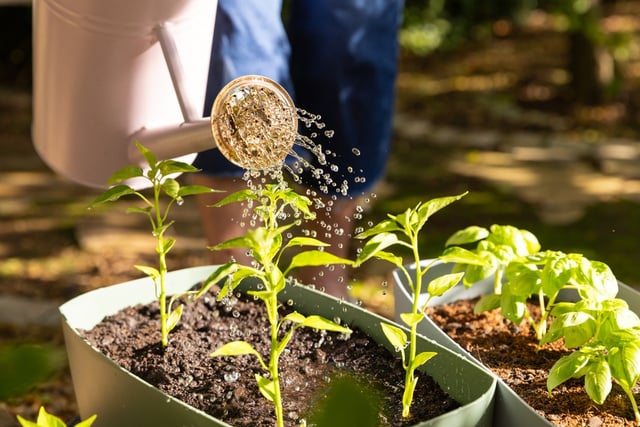 Qual é o melhor horário para regar as plantas e por que não é à noite?